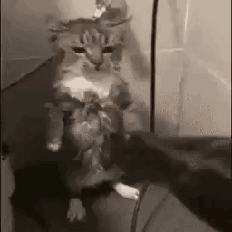 A Cat Is Sitting On A Couch Holding A Mouse In Its Mouth . GIF