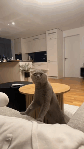A Cat Is Sitting On A Couch In A Living Room GIF