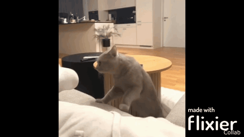 A Cat Is Sitting On A Couch In A Living Room Made With Flixier GIF
