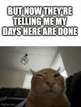 A Cat Is Sitting On A Couch In A Living Room With Its Eyes Closed And Making A Funny Face . GIF