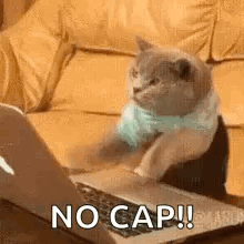 A Cat Is Sitting On A Couch Looking At A Laptop . GIF