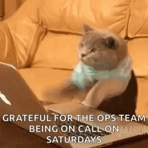 A Cat Is Sitting On A Couch Looking At A Laptop Computer . GIF