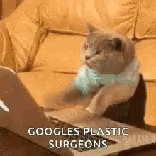 A Cat Is Sitting On A Couch Looking At A Laptop . GIF