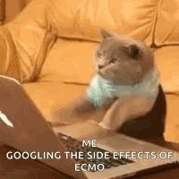 A Cat Is Sitting On A Couch Looking At A Laptop . GIF