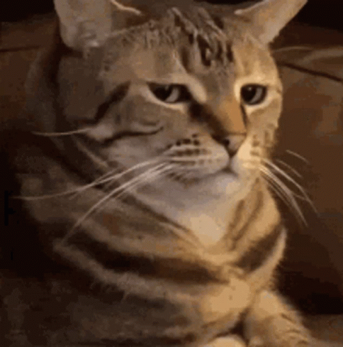 A Cat Is Sitting On A Couch Looking At The Camera With A Sad Look On Its Face . GIF