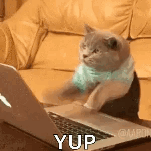 A Cat Is Sitting On A Couch Using A Laptop . GIF