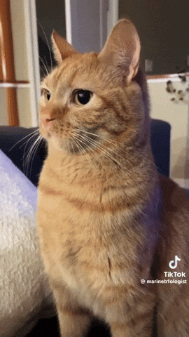 A Cat Is Sitting On A Couch With A Tiktok Video Of It GIF