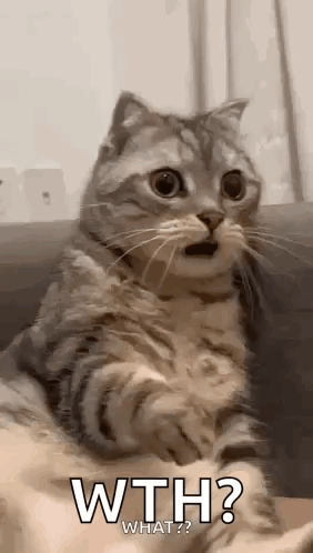 A Cat Is Sitting On A Couch With Its Mouth Open And Looking At The Camera . GIF