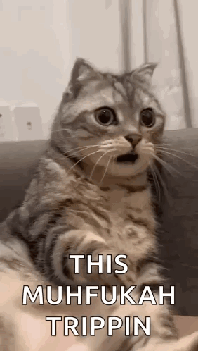 A Cat Is Sitting On A Couch With Its Mouth Open And Looking Surprised . GIF