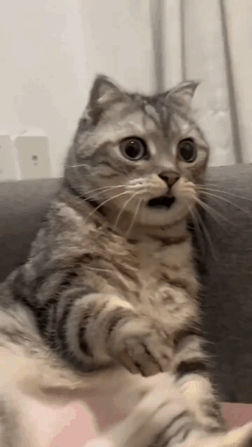 A Cat Is Sitting On A Couch With Its Mouth Open And Making A Surprised Face . GIF