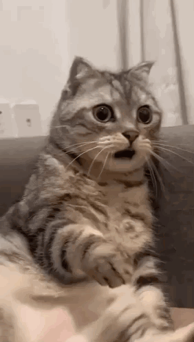 A Cat Is Sitting On A Couch With Its Mouth Open And Making A Surprised Face . GIF