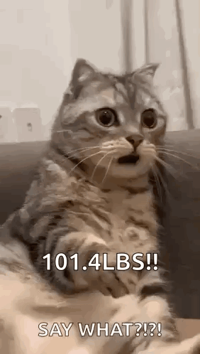 A Cat Is Sitting On A Couch With Its Mouth Open And Saying `` Say What ? '' . GIF
