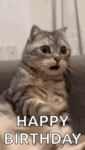 A Cat Is Sitting On A Couch With Its Mouth Open And Says `` Happy Birthday '' . GIF