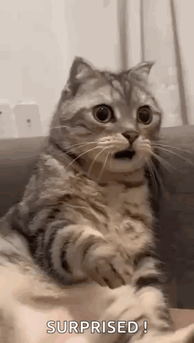 A Cat Is Sitting On A Couch With Its Mouth Open . GIF