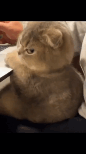 A Cat Is Sitting On A Couch With Its Paws On A Laptop . GIF