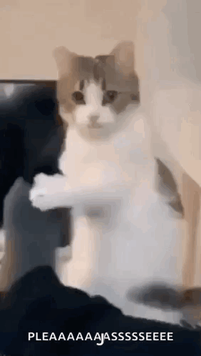 A Cat Is Sitting On A Couch With Its Paws Up . GIF