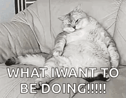 A Cat Is Sitting On A Couch With The Words `` What I Want To Be Doing '' Written On It . GIF