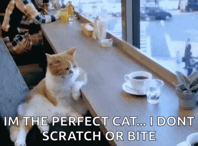 A Cat Is Sitting On A Counter In A Restaurant With A Cup Of Coffee And A Glass Of Water . GIF