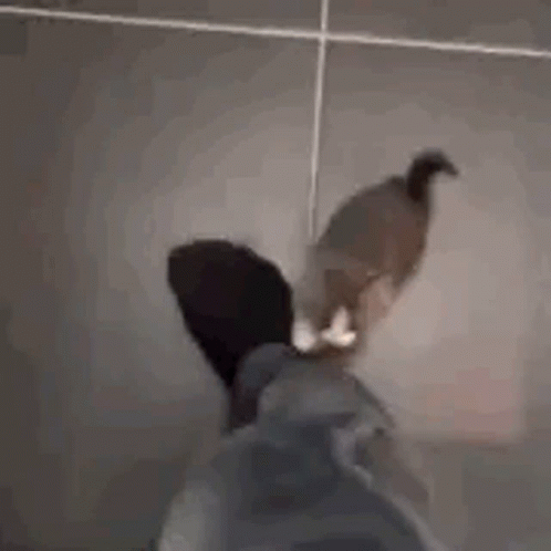 A Cat Is Sitting On A Person 'S Feet And Looking At The Camera . GIF
