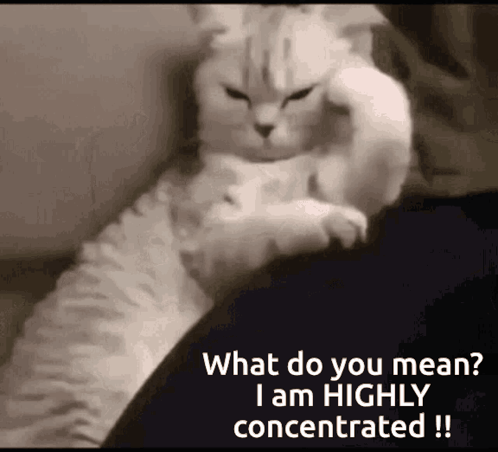 A Cat Is Sitting On A Person 'S Lap And Asking What Do You Mean I Am Highly Concentrated ! GIF