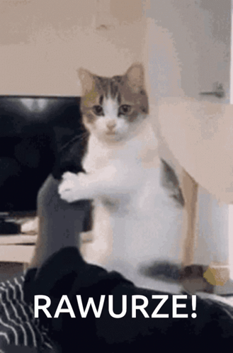 A Cat Is Sitting On A Person 'S Lap And Looking At The Camera With The Words Rawurze Written Below It . GIF
