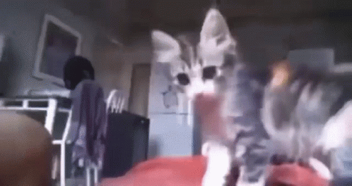 a cat is sitting on a person 's lap in a room .