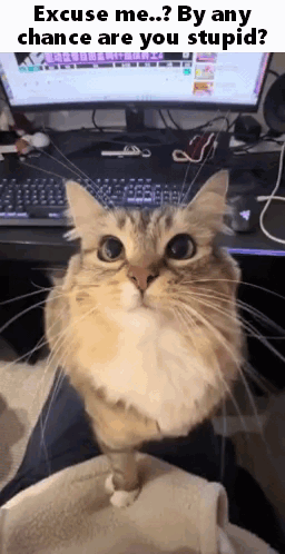 A Cat Is Sitting On A Person 'S Lap In Front Of A Computer Monitor And Keyboard . GIF