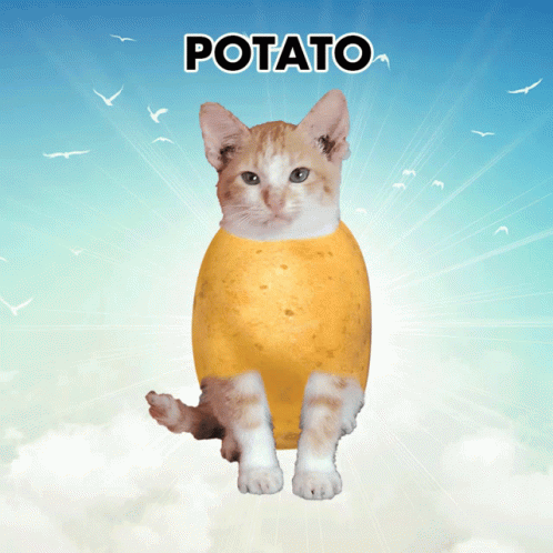 A Cat Is Sitting On A Potato With The Word Potato Written Above It GIF