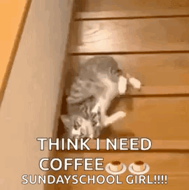A Cat Is Sitting On A Set Of Wooden Stairs . GIF