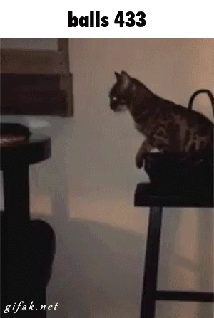 A Cat Is Sitting On A Stool With The Words Balls 433 On The Bottom GIF