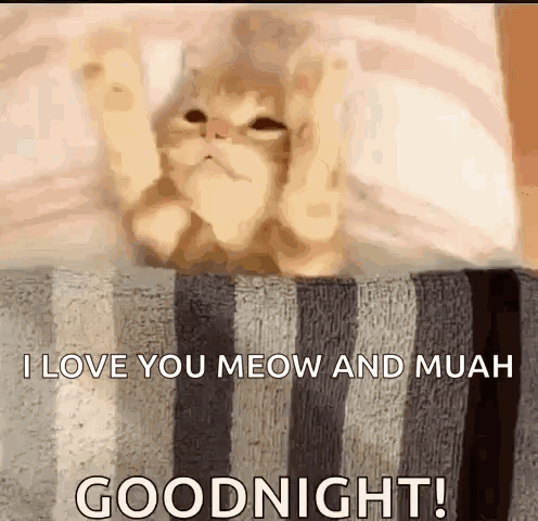A Cat Is Sitting On A Striped Blanket With Its Paws Up And Says `` I Love You Meow And Muah '' GIF