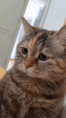 A Cat Is Sitting On A Table And Looking At The Camera . GIF