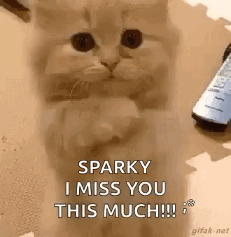 a cat is sitting on a table next to a remote control and saying `` sparky i miss you this much ! ''