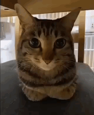 A Cat Is Sitting On A Table With Its Arms Crossed . GIF