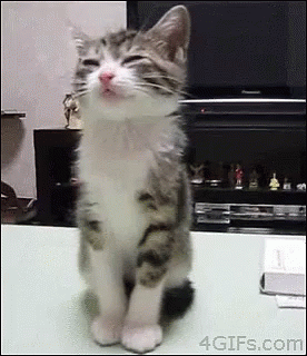 A Cat Is Sitting On A Table With Its Eyes Closed And A Tv In The Background . GIF