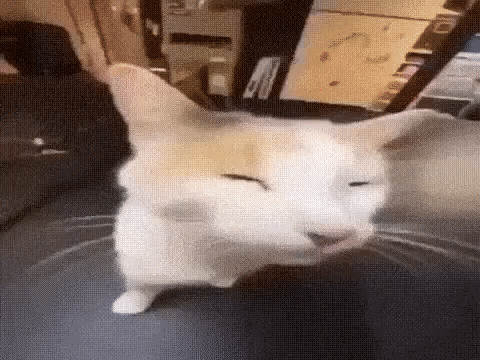 A Cat Is Sitting On A Table With Its Eyes Closed And Looking At The Camera . GIF