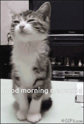 A Cat Is Sitting On A Table With Its Eyes Closed And The Words Good Morning Meowstic Above It GIF