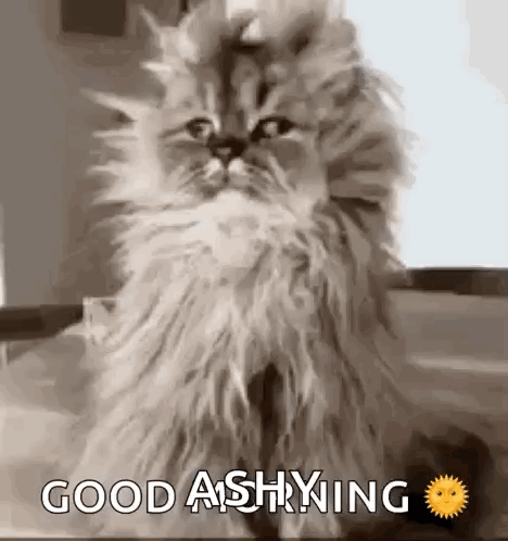 A Cat Is Sitting On A Table With The Words `` Good Afternoon '' Written On It . GIF