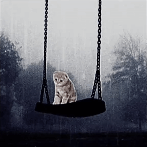 A Cat Is Sitting On A Tire Swing . GIF