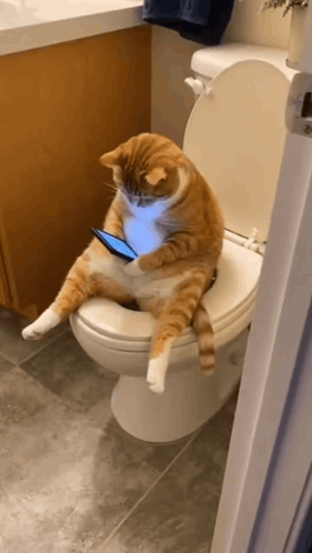 A Cat Is Sitting On A Toilet With A Cell Phone In Its Mouth GIF