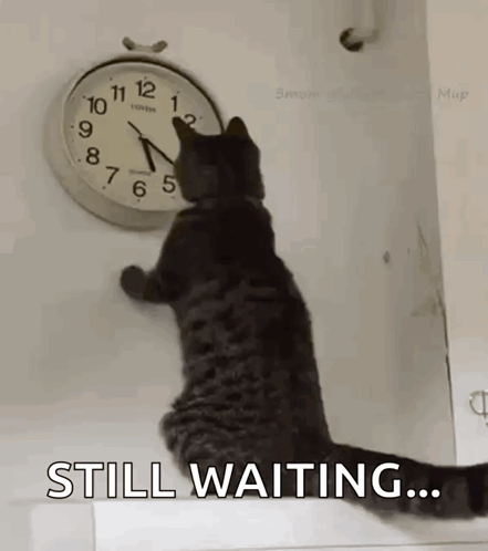 A Cat Is Sitting On A Wall Looking At A Clock That Says Still Waiting . GIF