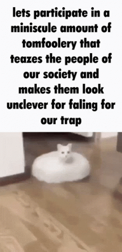 A Cat Is Sitting On A White Ottoman On A Wood Floor . GIF