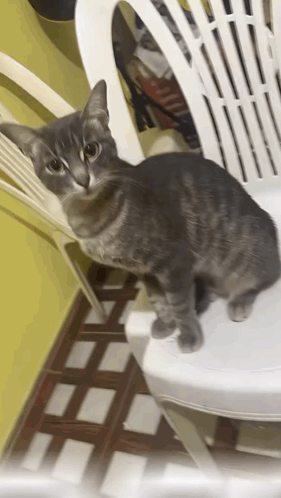 a cat is sitting on a white plastic chair