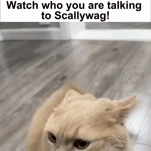 A Cat Is Sitting On A Wooden Floor With The Words `` Watch Who You Are Talking To Scallywag ! '' GIF