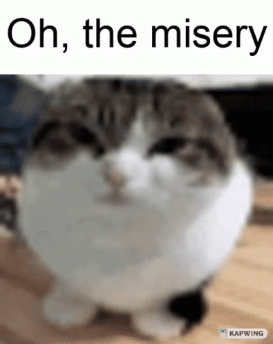 A Cat Is Sitting On A Wooden Table With The Words Oh The Misery Above It GIF