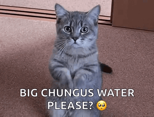 A Cat Is Sitting On Its Hind Legs And Asking For Big Chungus Water Please . GIF