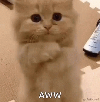 A Cat Is Sitting On Its Hind Legs And Looking At The Camera While A Remote Control Is In The Background . GIF