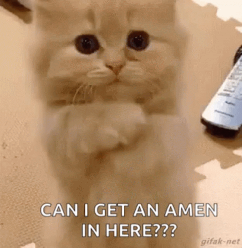 A Cat Is Sitting On Its Hind Legs And Praying While A Remote Control Is On The Floor . GIF