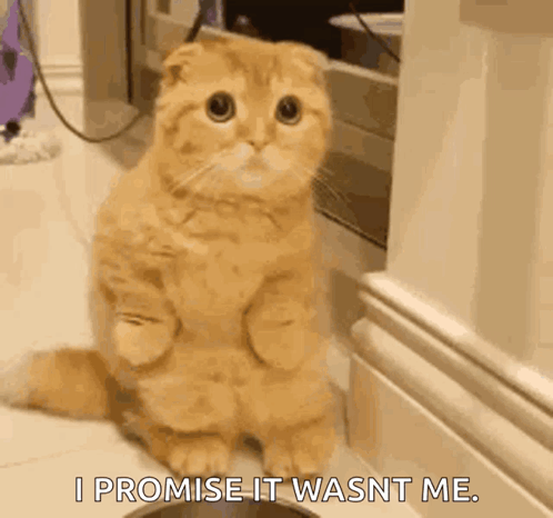 A Cat Is Sitting On Its Hind Legs Next To A Bowl And Saying I Promise It Wasn 'T Me . GIF