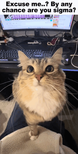 A Cat Is Sitting On Someone 'S Lap In Front Of A Computer Monitor And Keyboard GIF